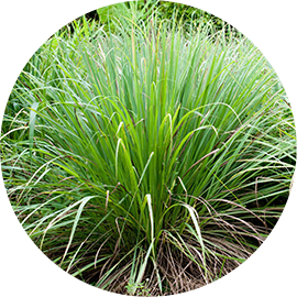 Lemongrass